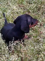 Winnie, a female Miniature Dachshund for sale in Hiram, GA – Photo 9 of 9