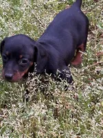 Winnie, a female Miniature Dachshund for sale in Hiram, GA – Photo 3 of 9