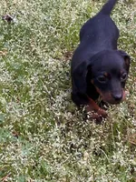 Winnie, a female Miniature Dachshund for sale in Hiram, GA – Photo 8 of 9