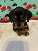 Candy, a female Miniature Dachshund for sale in Hiram, GA – 10 of 10