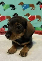 Willow, a female Miniature Dachshund for sale in Hiram, GA – 4 of 10