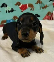 Timber, a male Miniature Dachshund for sale in Hiram, GA – 5 of 8