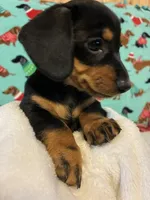 Candy, a female Dachshund for sale in Hiram, GA – 7 of 10