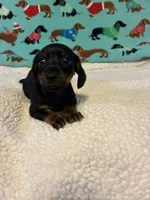 Neiko, a male Miniature Dachshund for sale in Hiram, GA – 2 of 8