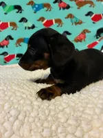 Penelope, a female Miniature Dachshund for sale in Hiram, GA – 4 of 10