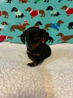 Penelope, a female Dachshund for sale in Hiram, GA – 9 of 10