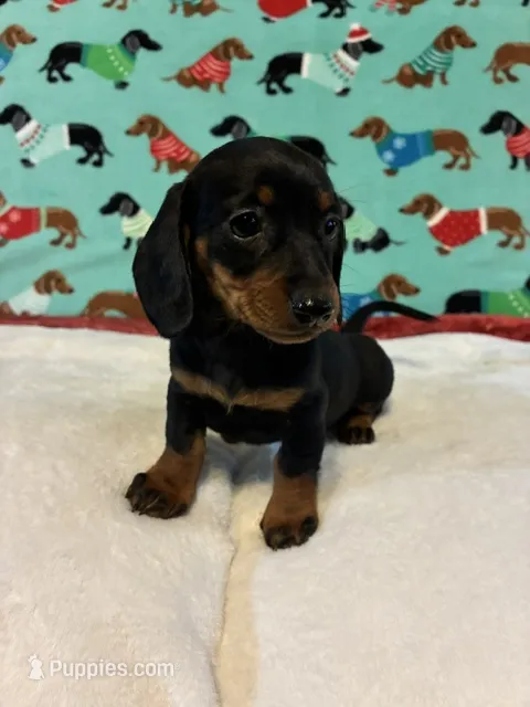 Teenie – Dachshund puppy for sale in Hiram, GA