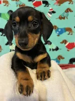 Candy, a female Dachshund for sale in Hiram, GA – 6 of 10