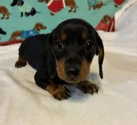 Timber, a male Miniature Dachshund for sale in Hiram, GA – 2 of 8