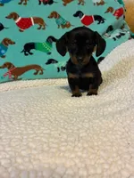 Penelope, a female Miniature Dachshund for sale in Hiram, GA – 7 of 10