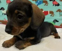 Willow, a female Miniature Dachshund for sale in Hiram, GA – 9 of 10