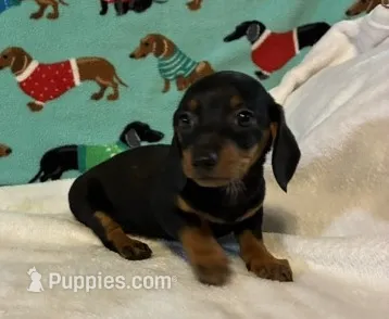 Heidi – Miniature Dachshund puppy for sale in Hiram, GA