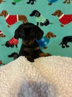 Penelope, a female Miniature Dachshund for sale in Hiram, GA – 2 of 10