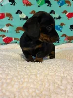 Penelope, a female Dachshund for sale in Hiram, GA – 10 of 10