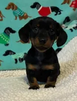 Penelope, a female Dachshund for sale in Hiram, GA – 1 of 10