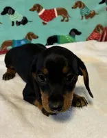 Timber, a male Miniature Dachshund for sale in Hiram, GA – 4 of 8
