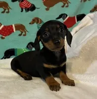 Heidi, a female Dachshund for sale in Hiram, GA – 7 of 8