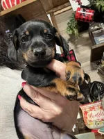 Neiko, a male Miniature Dachshund for sale in Hiram, GA – 7 of 8