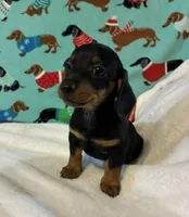 Heidi, a female Dachshund for sale in Hiram, GA – 6 of 8
