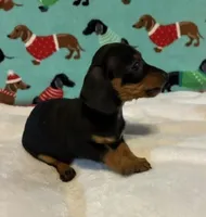 Heidi, a female Dachshund for sale in Hiram, GA – 2 of 8