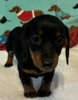 Teenie, a female Dachshund for sale in Hiram, GA – 6 of 8