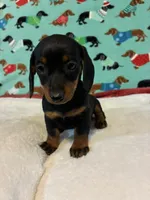 Teenie, a female Miniature Dachshund for sale in Hiram, GA – 3 of 8