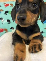 Candy, a female Dachshund for sale in Hiram, GA – 8 of 10