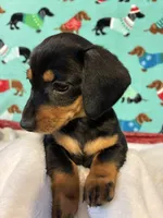 Candy, a female Dachshund for sale in Hiram, GA – 9 of 10