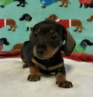 Willow, a female Miniature Dachshund for sale in Hiram, GA – 3 of 10