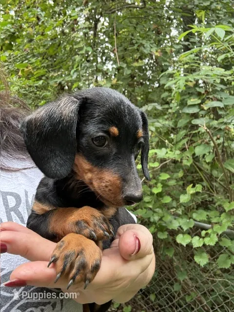 Heidi – Miniature Dachshund puppy for sale in Hiram, GA