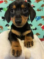 Candy, a female Miniature Dachshund for sale in Hiram, GA – 6 of 10