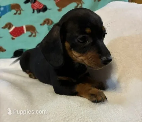 Heidi – Dachshund puppy for sale in Hiram, GA
