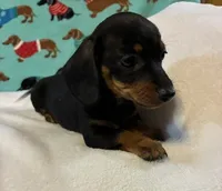 Heidi, a female Dachshund for sale in Hiram, GA – 4 of 8