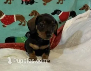 Willow – Dachshund puppy for sale in Hiram, GA