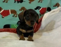 Willow, a female Dachshund for sale in Hiram, GA – 1 of 10