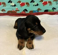 Tristan, a male Miniature Dachshund for sale in Hiram, GA – 3 of 6