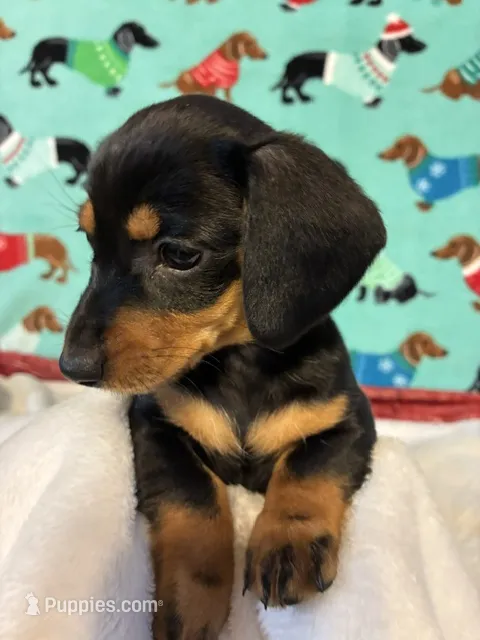 Candy – Dachshund puppy for sale in Hiram, GA