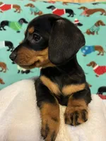 Candy, a female Dachshund for sale in Hiram, GA – 2 of 10