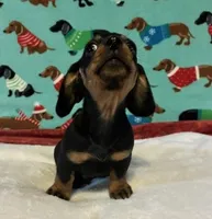 Tristan, a male Dachshund for sale in Hiram, GA – 5 of 6