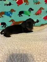 Penelope, a female Miniature Dachshund for sale in Hiram, GA – 8 of 10