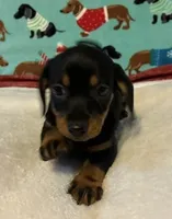 Tristan, a male Dachshund for sale in Hiram, GA – 2 of 6