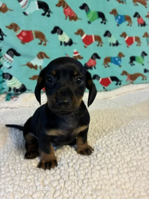 Neiko – Dachshund puppy for sale in Hiram, GA