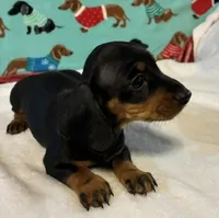 Timber, a male Miniature Dachshund for sale in Hiram, GA – 6 of 8
