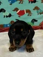 Tristan, a male Miniature Dachshund for sale in Hiram, GA – 6 of 6