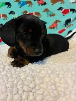 Penelope, a female Miniature Dachshund for sale in Hiram, GA – 5 of 10