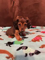 Bear, a male Dachshund for sale in Hiram, GA – Photo 5 of 7