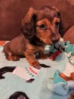 Bear, a male Dachshund for sale in Hiram, GA – Photo 7 of 7