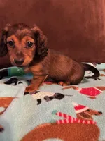 Bear, a male Dachshund for sale in Hiram, GA – Photo 3 of 7
