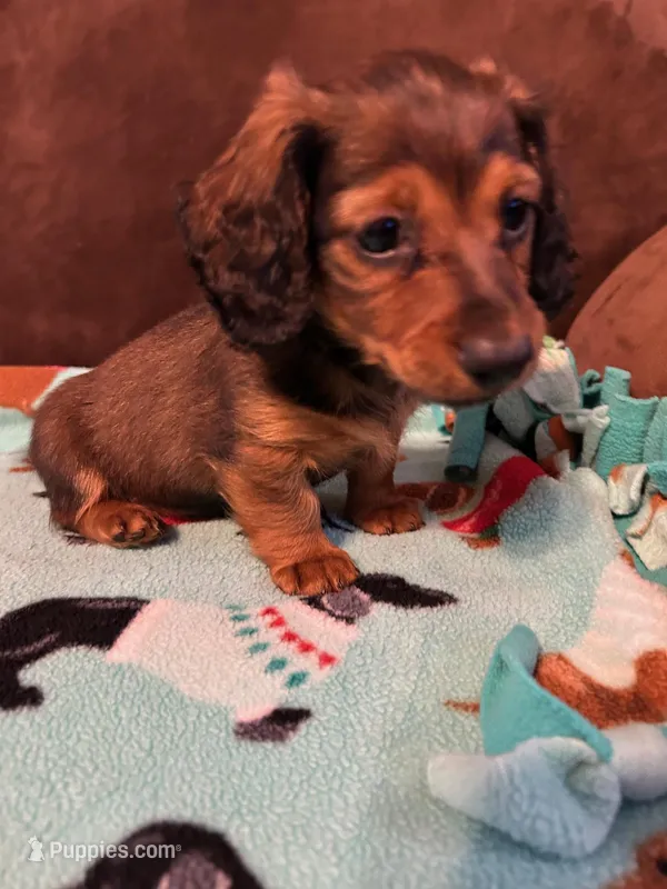 Bear – Dachshund puppy for sale in Hiram, GA