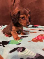 Bear, a male Dachshund for sale in Hiram, GA – Photo 4 of 7